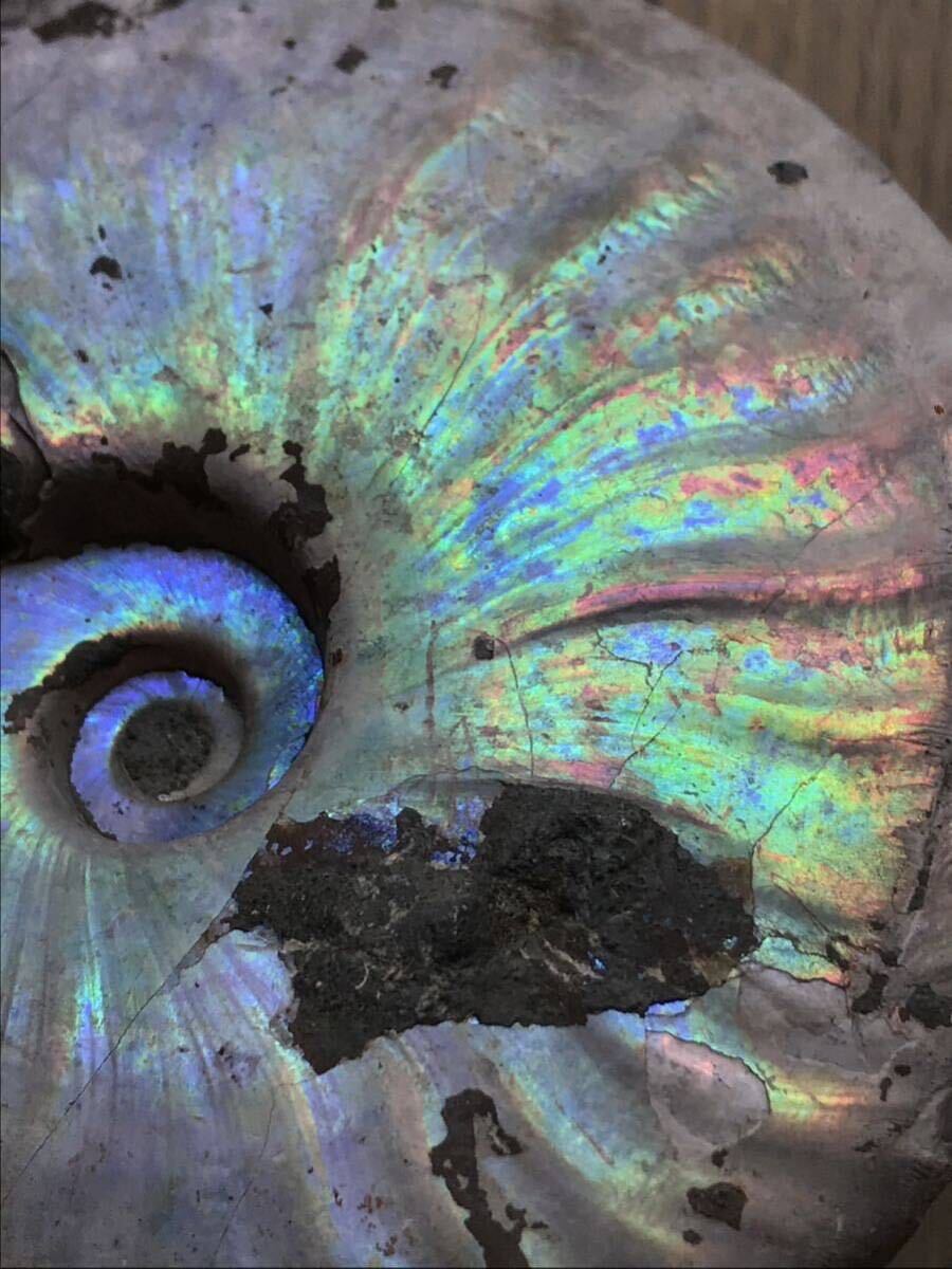 マダガスカル産 遊色虹色アンモナイト-青（クリオニセラス）、格安、300g 11.2cm、1円スタート、青緑にピンク発色個体の画像8