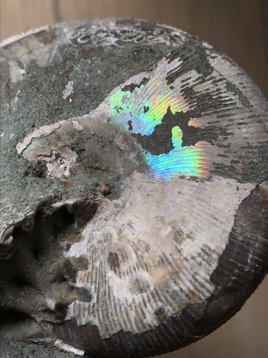 マダガスカル産 遊色虹色アンモナイト-青（フィロセラス）、格安、258g 8.8cm、1円スタート、遊色個体 の画像6