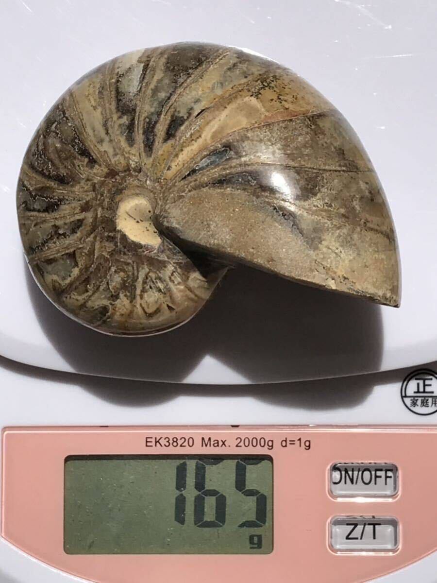 マダガスカル産オウムガイノーチラス・アンモナイト化石約7.4cm 総重量378g 研磨個体 中サイズ2個セットの画像4