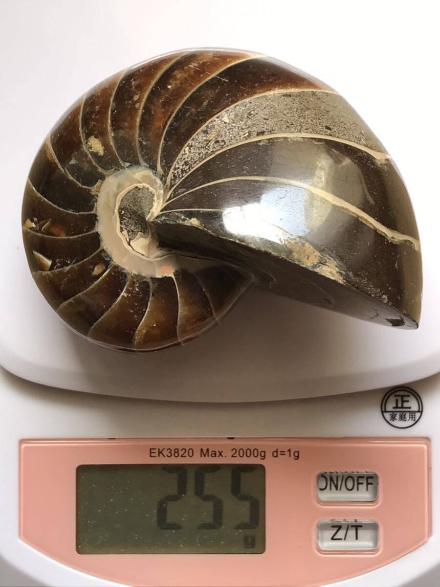 マダガスカル産オウムガイノーチラス・アンモナイト化石約8.2cm 重量255g 研磨個体 の画像3