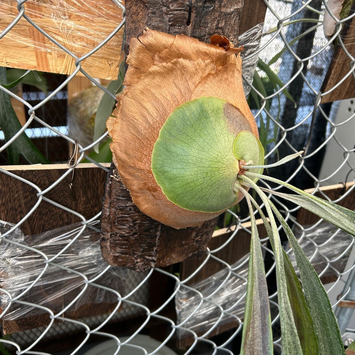  staghorn fern mount Lewis largish Platycerium Mt.Lewis