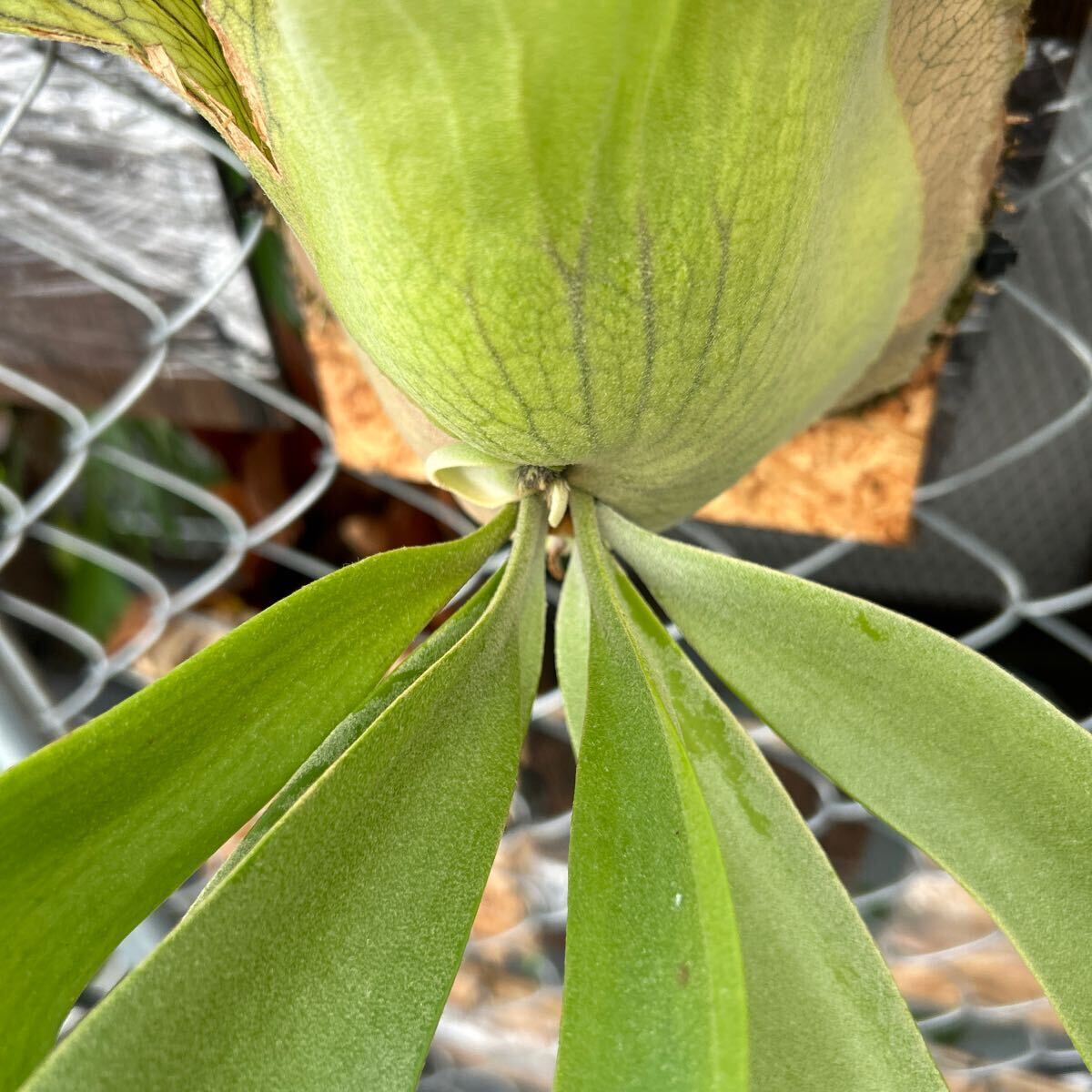  staghorn fern P.willinckii spore Group-K