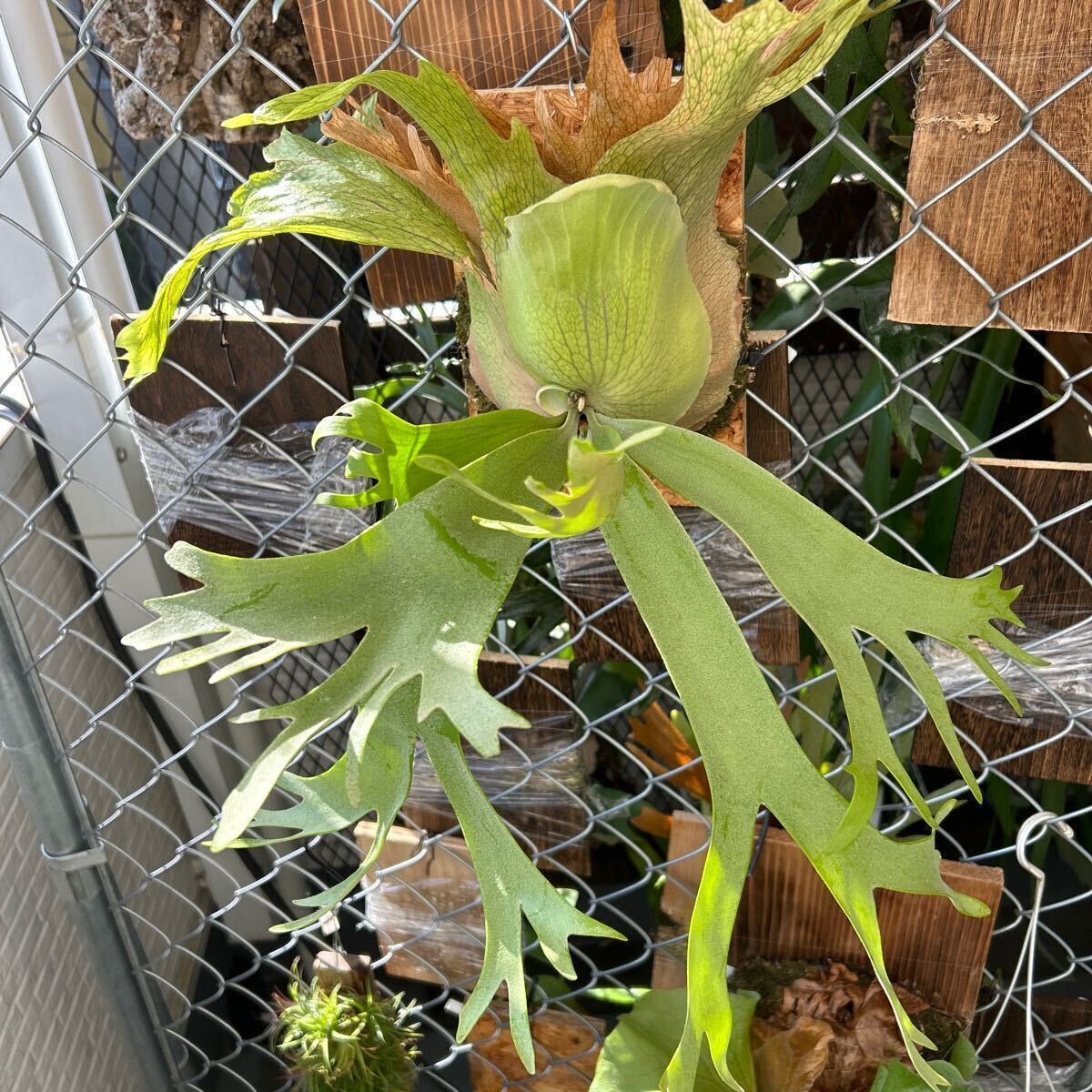  staghorn fern P.willinckii spore Group-K