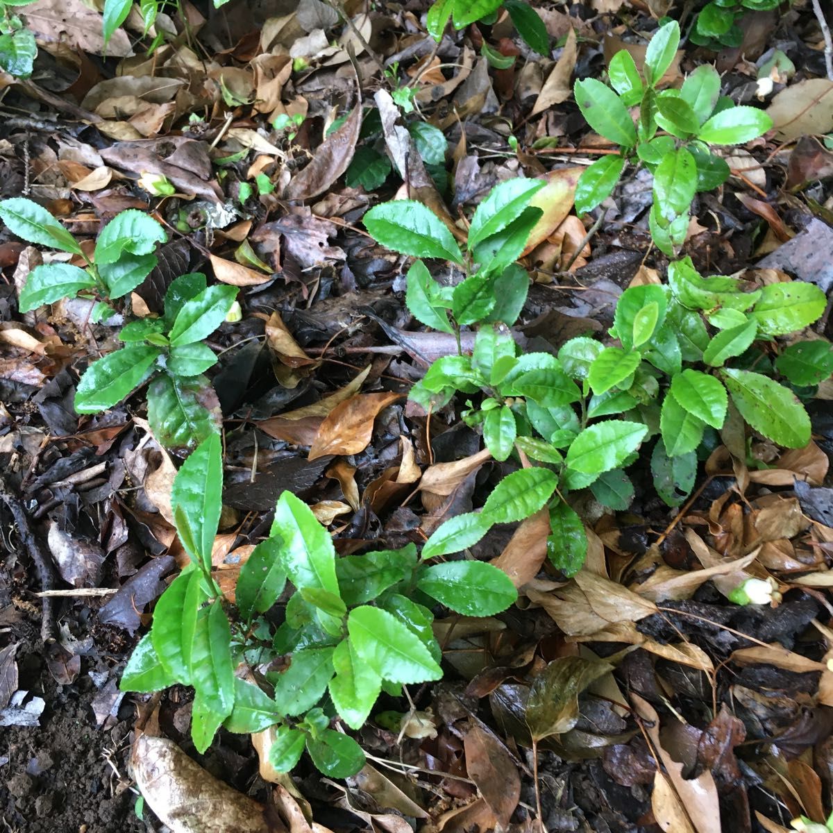 ★★お茶の木3株★★お茶の苗木　日本茶の苗　抜き苗