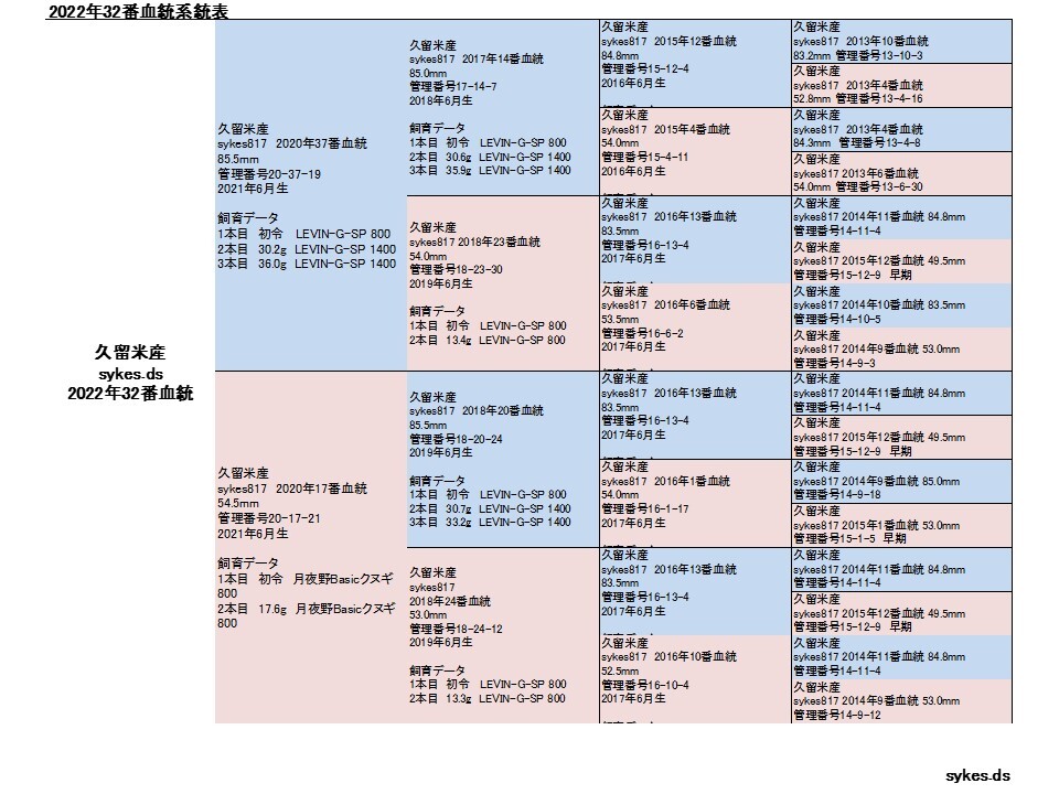 オオクワガタ ペア オス82.0mm メス52.0mm 国産 久留米市産 大型血統 成虫 自家ブリード個体 2023年6月生まれ 即ブリード可能の画像4