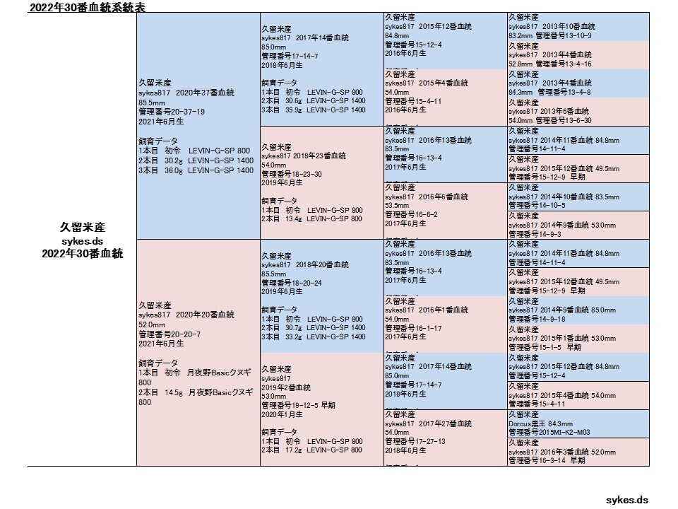 オオクワガタ ペア オスB品83.0mm メス52.0mm 国産 久留米市産 大型血統 成虫 自家ブリード個体 2023年6月生まれ 即ブリード可能の画像5