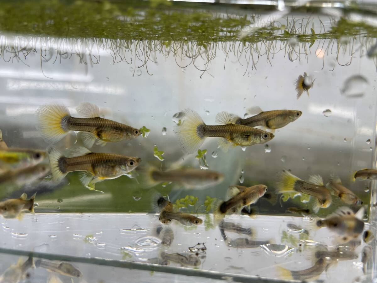  Guppy together approximately 50 pcs about Germany yellow?