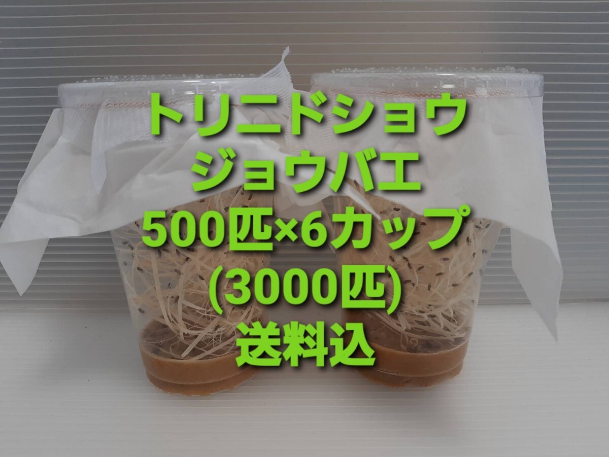 （3000匹 条件付死着補償有）トリニドショウジョウバエ （餌用ショウジョウバエ）の画像1