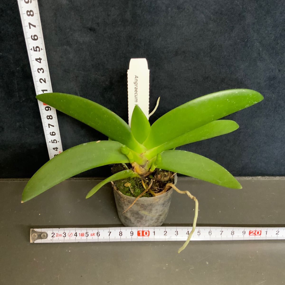 (^。 ^)(58)洋蘭原種, Angraecum leonis ,花芽ありの画像2