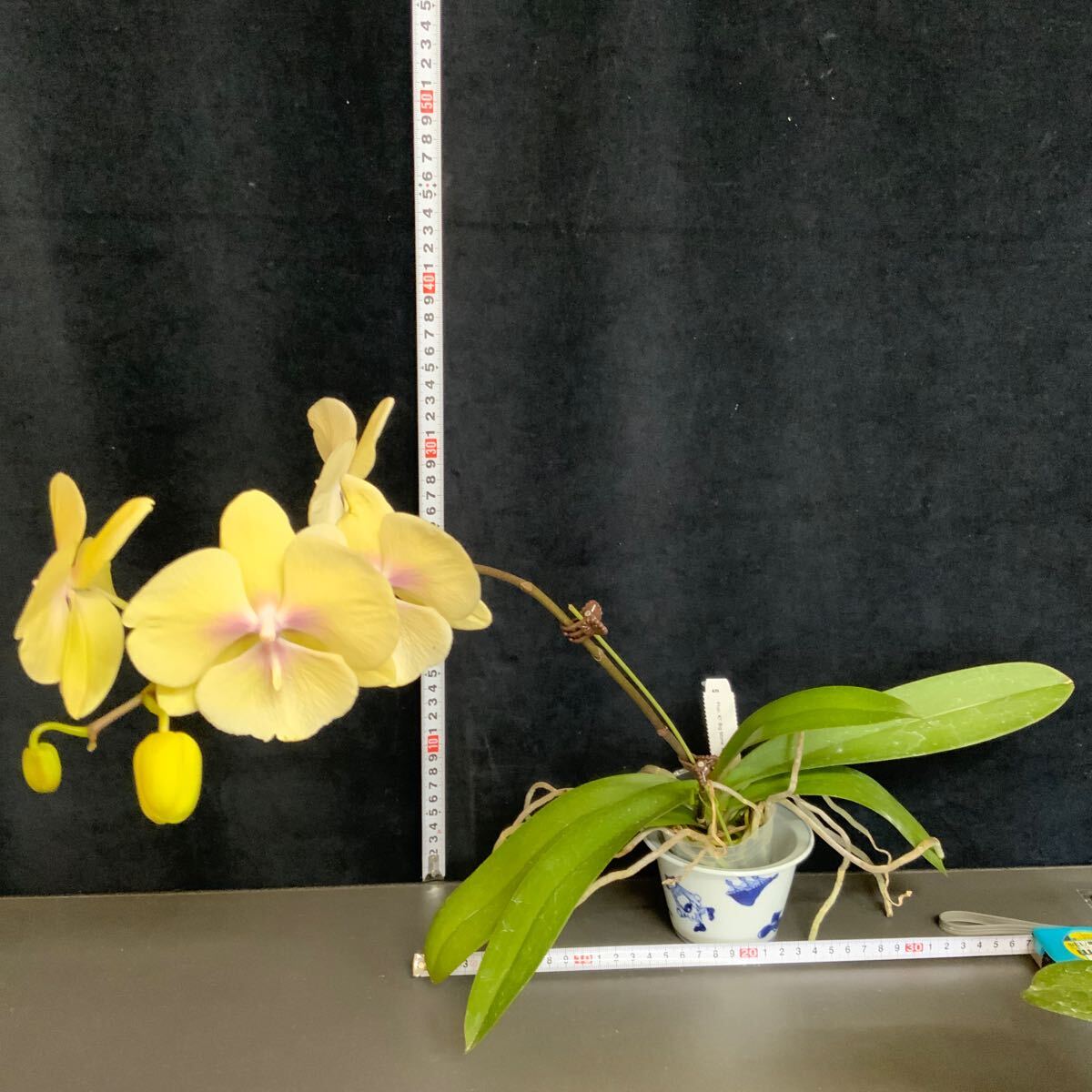 (^。 ^)(106)Phal. KS Big Stone ‘KS1221-1’_画像1