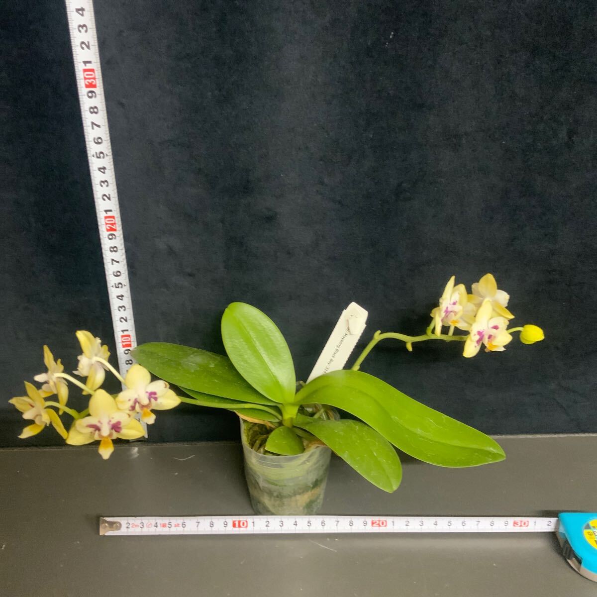 (^。 ^)(179)Phal. Maysang Black Boy ‘3145’_画像2