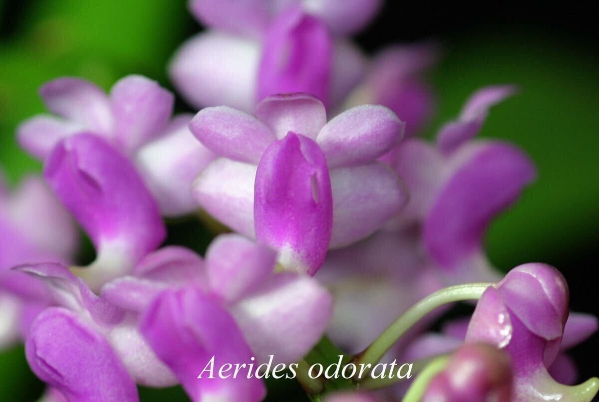 (^。 ^)(2)洋蘭原種, Aerides odorata x sib (Pink color),_開花例