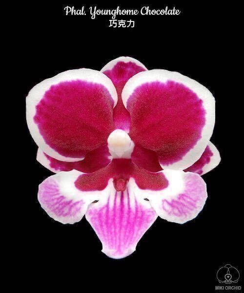 (^。 ^)(98)Phal. Younghome Chocolate,花芽ありの画像1