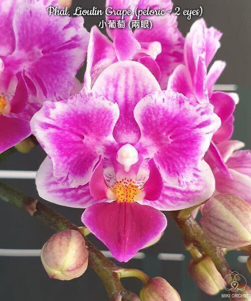 (^。 ^)(101)洋蘭,Phal. Lioulin Grape (peloric - 2 eyes) ,花芽ありの画像1