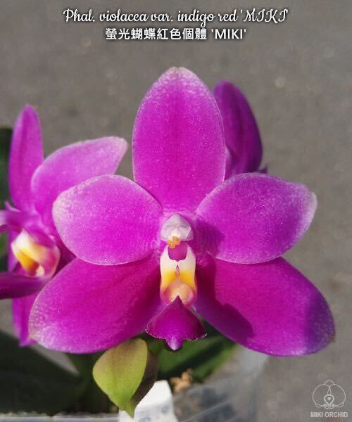 (^。 ^)(116)Phal. violacea var. Indigo Red ‘Miki’の画像1