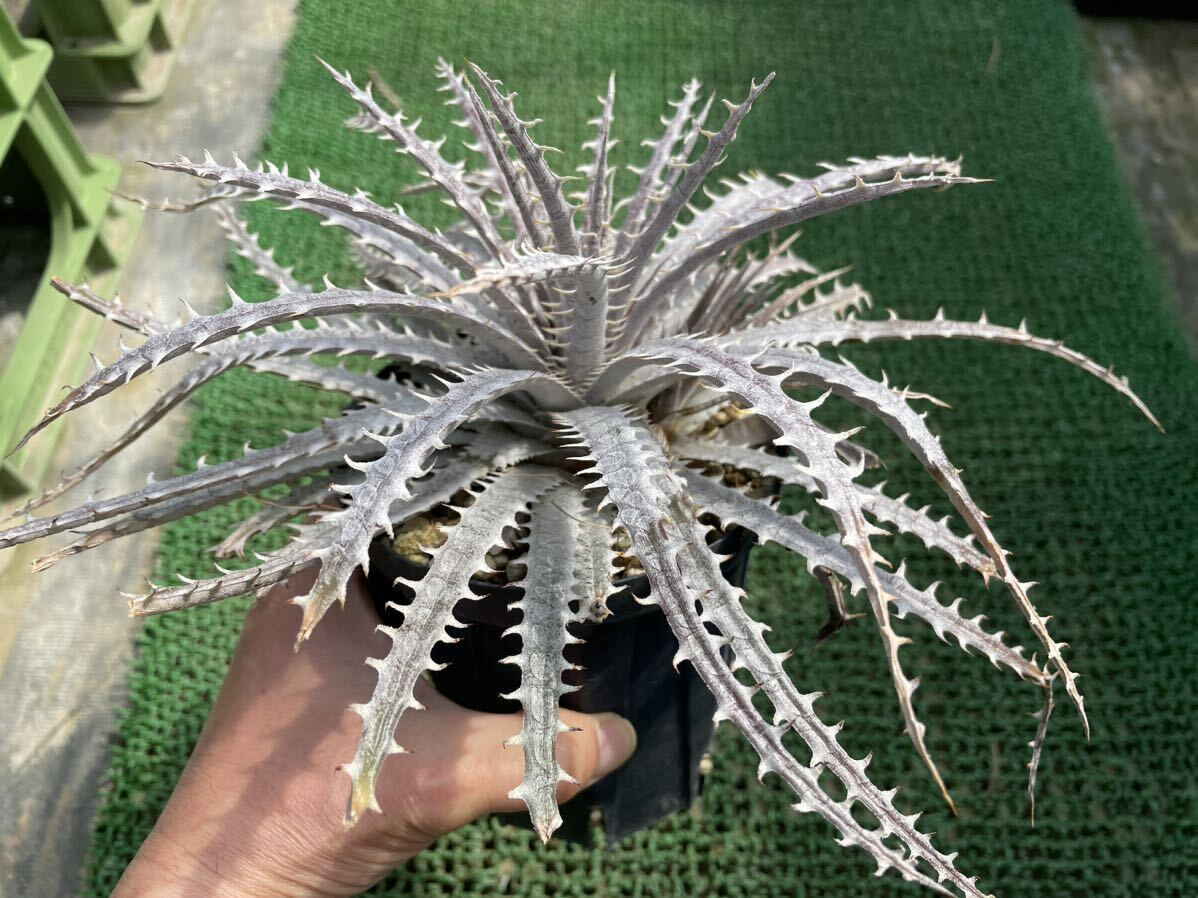 Dyckia ‘Rolling Stone’：ディッキア・ローリングストーンの画像6