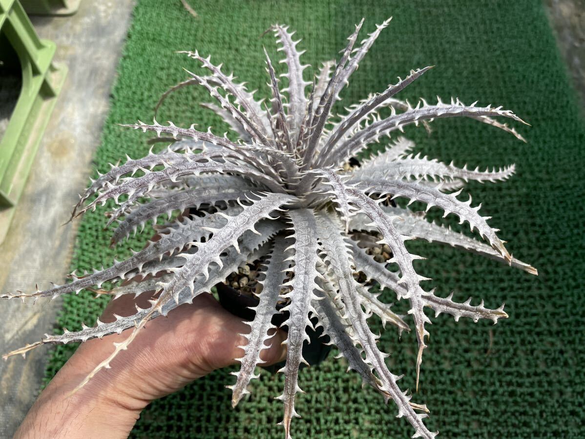 Dyckia ‘Rolling Stone’：ディッキア・ローリングストーンの画像5