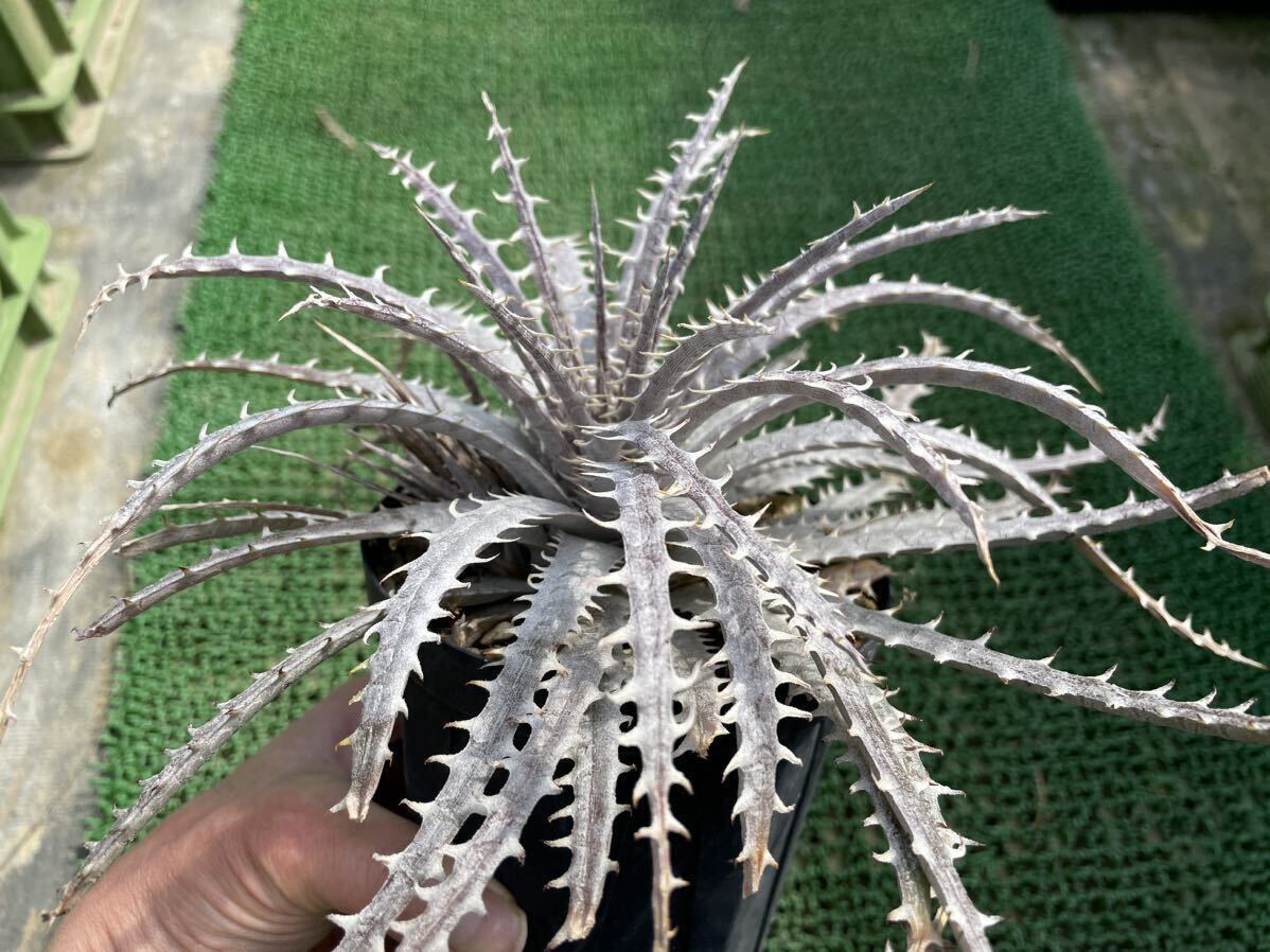 Dyckia ‘Rolling Stone’：ディッキア・ローリングストーンの画像4