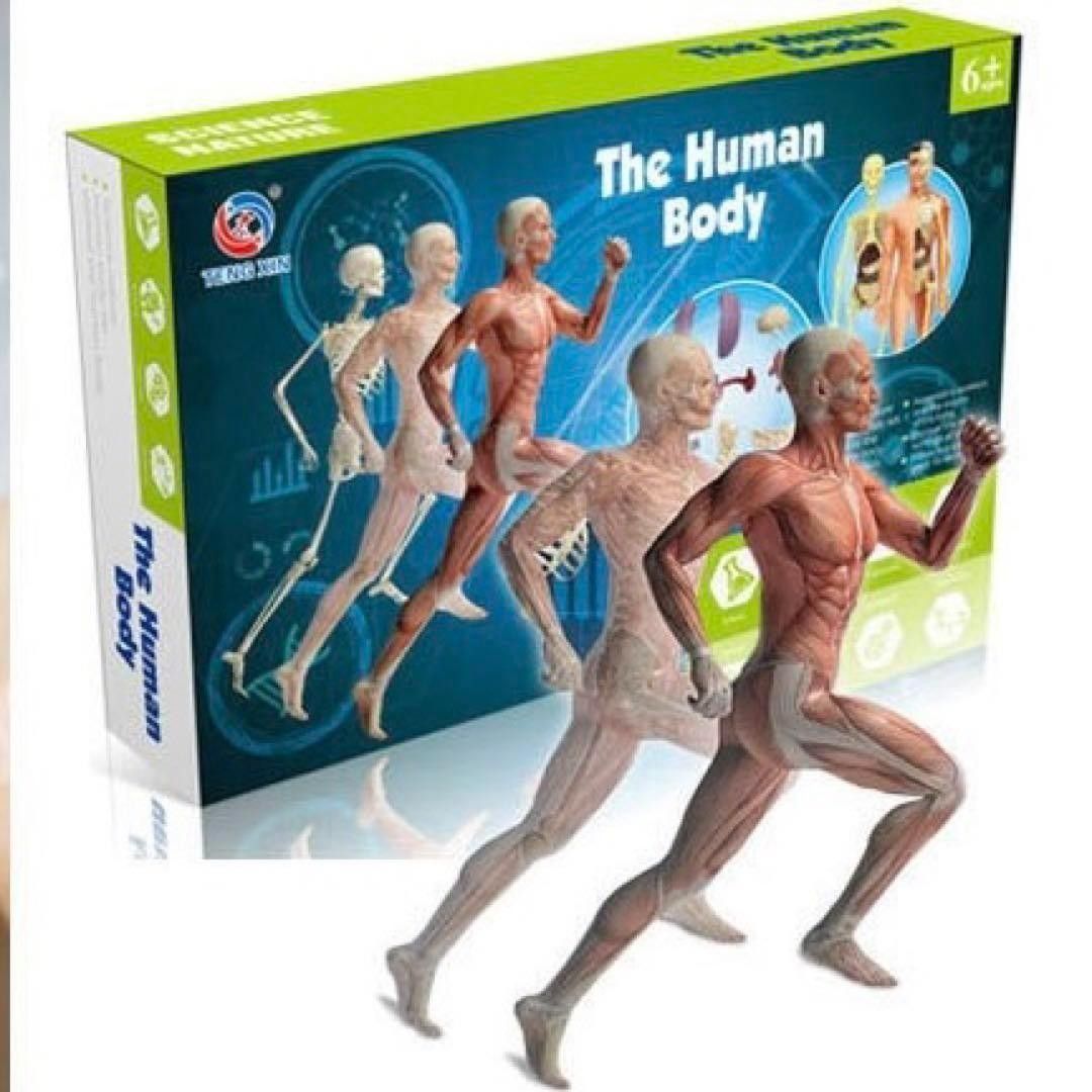 人体模型 知育玩具　パズル　おもちゃ　解剖 STAM 教育 夏休み 自由研究 勉強 理科 化学 