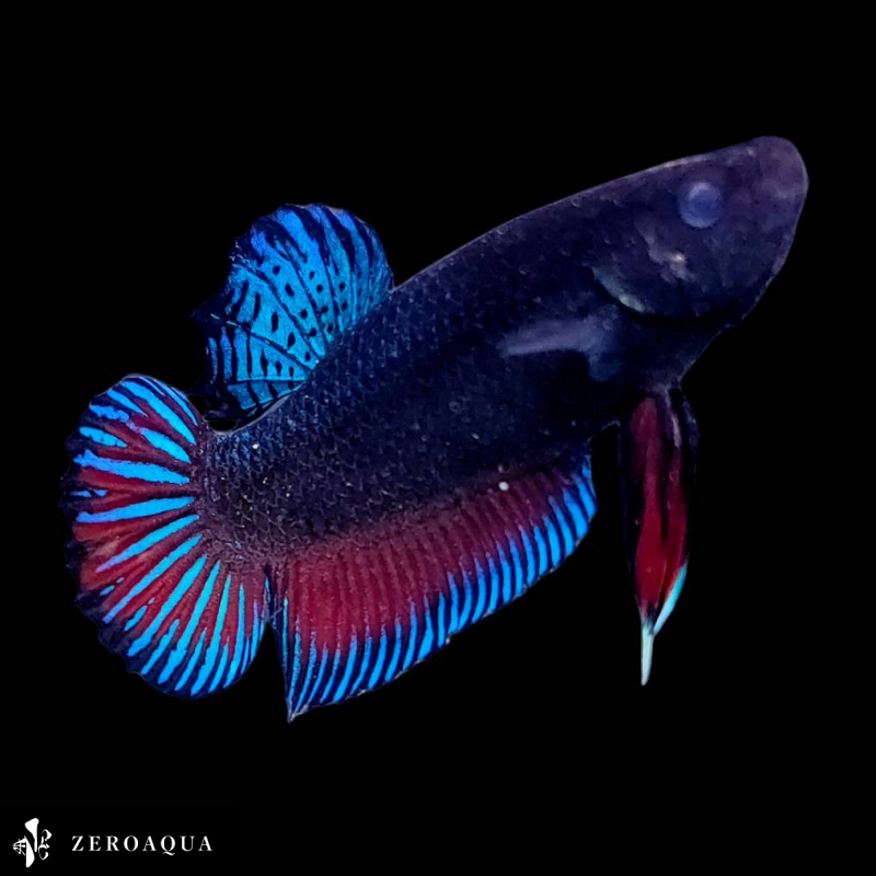 [ анимация ] мужской бойцовая рыбка (b9092) Thai производство тропическая рыба isa-n черный Red Bull -