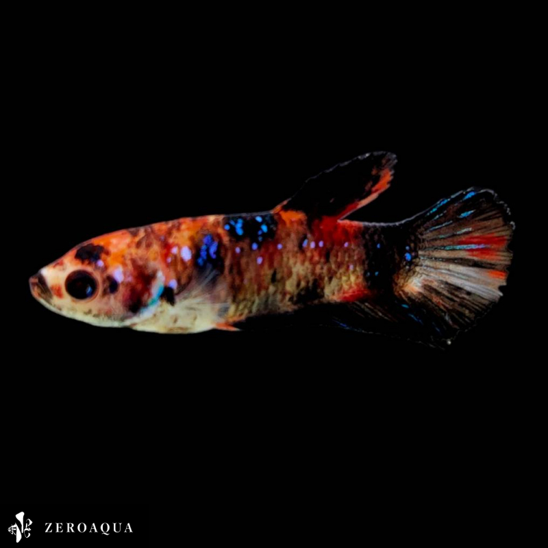 [ animation ] female betta (b9108) Thai production tropical fish pra cut black white orange Red Bull -