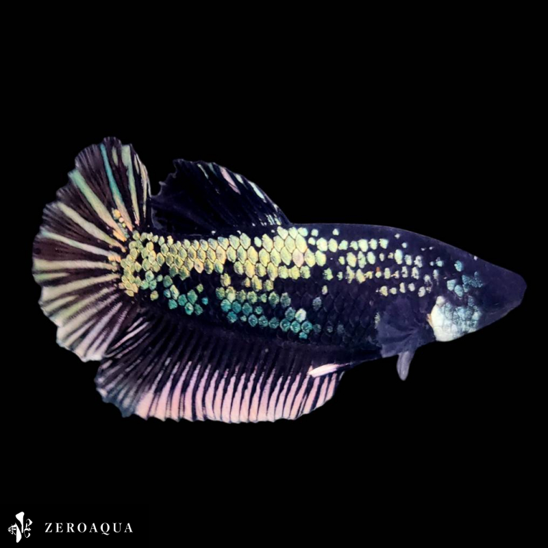 [ animation ] male betta (b9118) Thai production tropical fish pra cut black white silver copper 