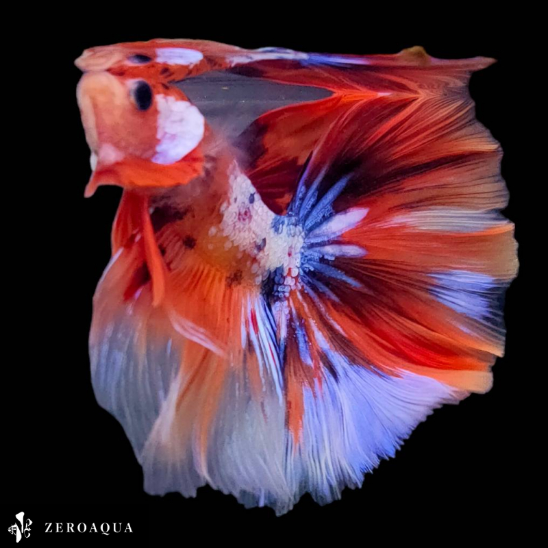 【動画】 オス ベタ (b9127) タイ産 熱帯魚 ハーフムーン ブラック ホワイト オレンジ レッド ブルー_画像4