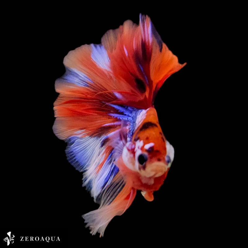 【動画】 オス ベタ (b9127) タイ産 熱帯魚 ハーフムーン ブラック ホワイト オレンジ レッド ブルー_画像6