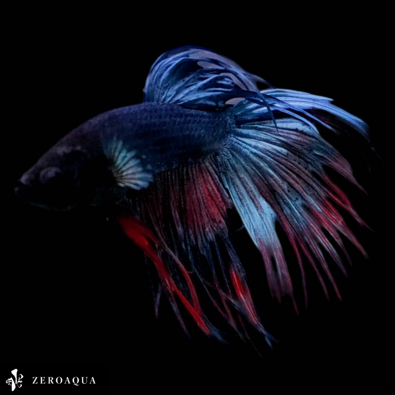 [ анимация ] мужской бойцовая рыбка (b9141) Thai производство тропическая рыба Crown tail черный Red Bull -