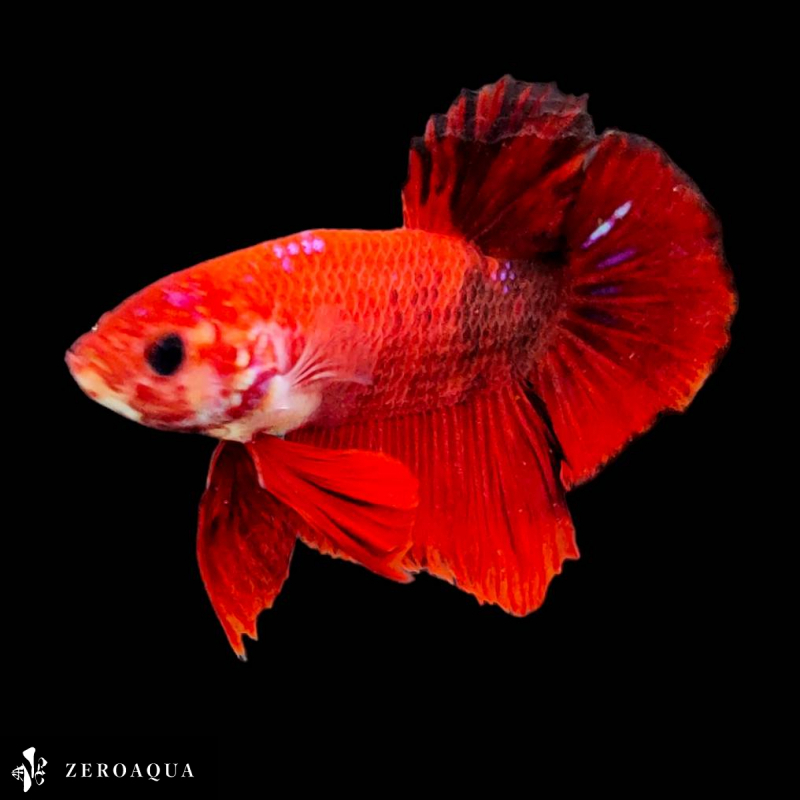 [ анимация ] мужской бойцовая рыбка (b9142) Thai производство тропическая рыба pra cut черный белый красный 