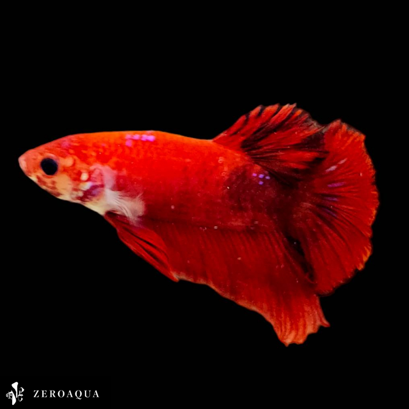 [ анимация ] мужской бойцовая рыбка (b9142) Thai производство тропическая рыба pra cut черный белый красный 