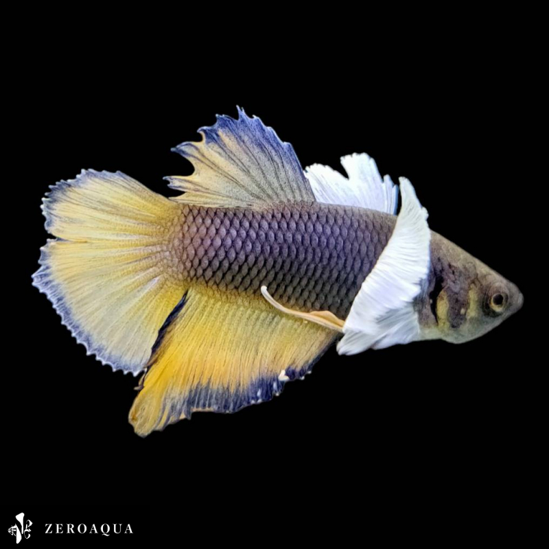 【動画】 オス ベタ (b9146) タイ産 熱帯魚 ダンボ ホワイト ゴールド パープル_画像1