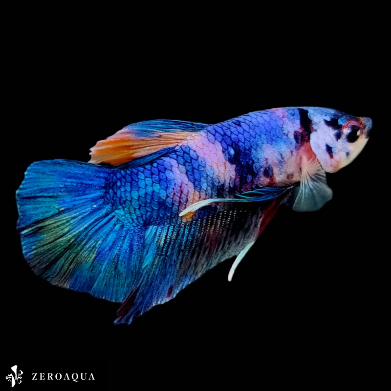 [ animation ] male betta (b9147) Thai production tropical fish pra cut black white Red Bull -