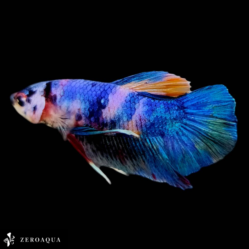 [ animation ] male betta (b9147) Thai production tropical fish pra cut black white Red Bull -