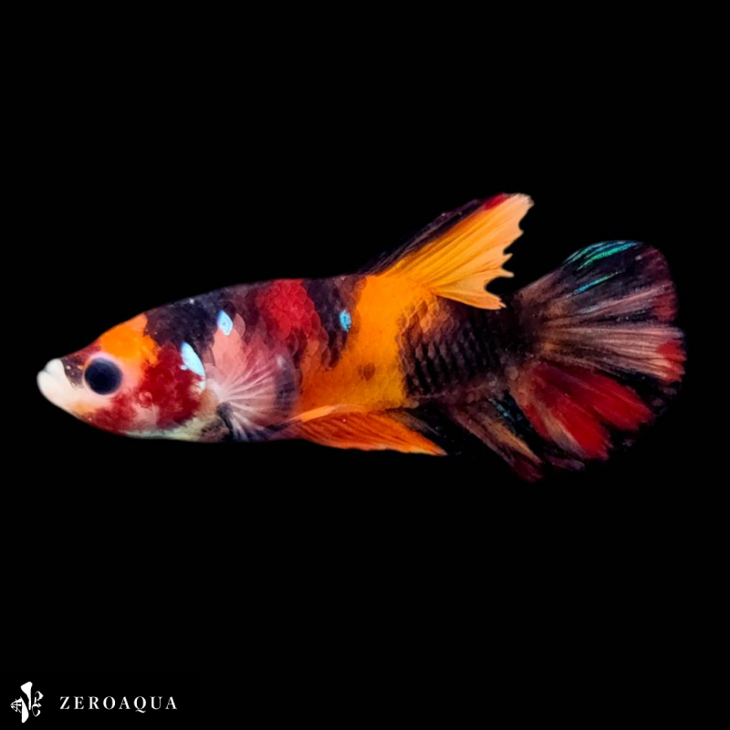 【動画】 オス ベタ (b9159) タイ産 熱帯魚 プラカット ブラック オレンジ レッド_画像1
