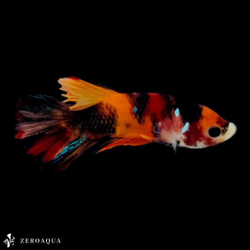 【動画】 オス ベタ (b9159) タイ産 熱帯魚 プラカット ブラック オレンジ レッド_画像2