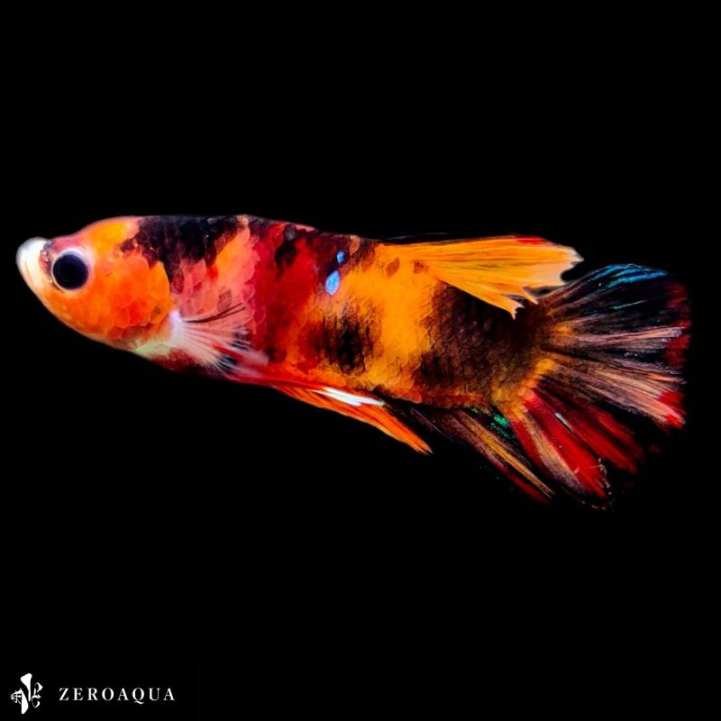 [ анимация ] мужской бойцовая рыбка (b9159) Thai производство тропическая рыба pra cut черный orange красный 