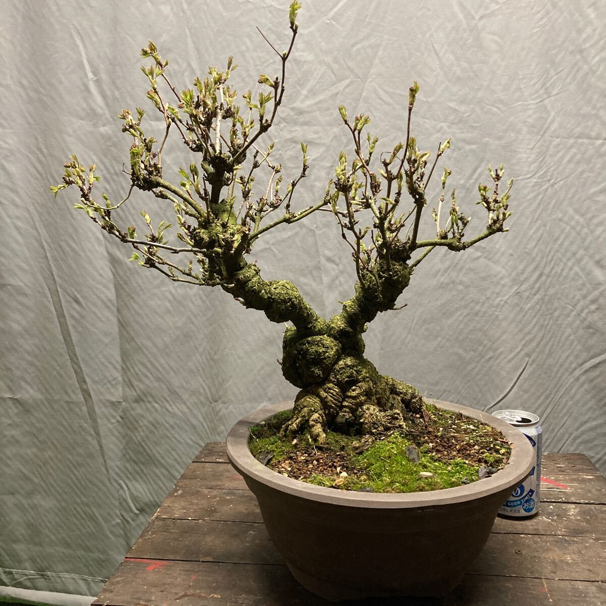 akebi bonsai fat .