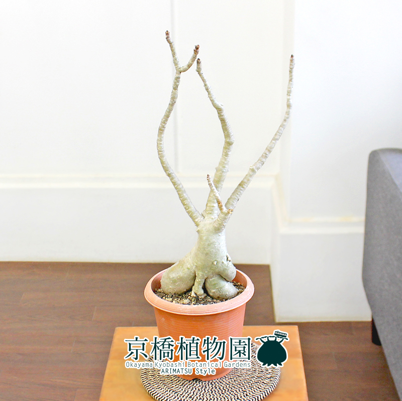 【現品】アデニウム・アラビカム（アラビクム）4.5号 茶鉢（1）adenium arabicum_画像3