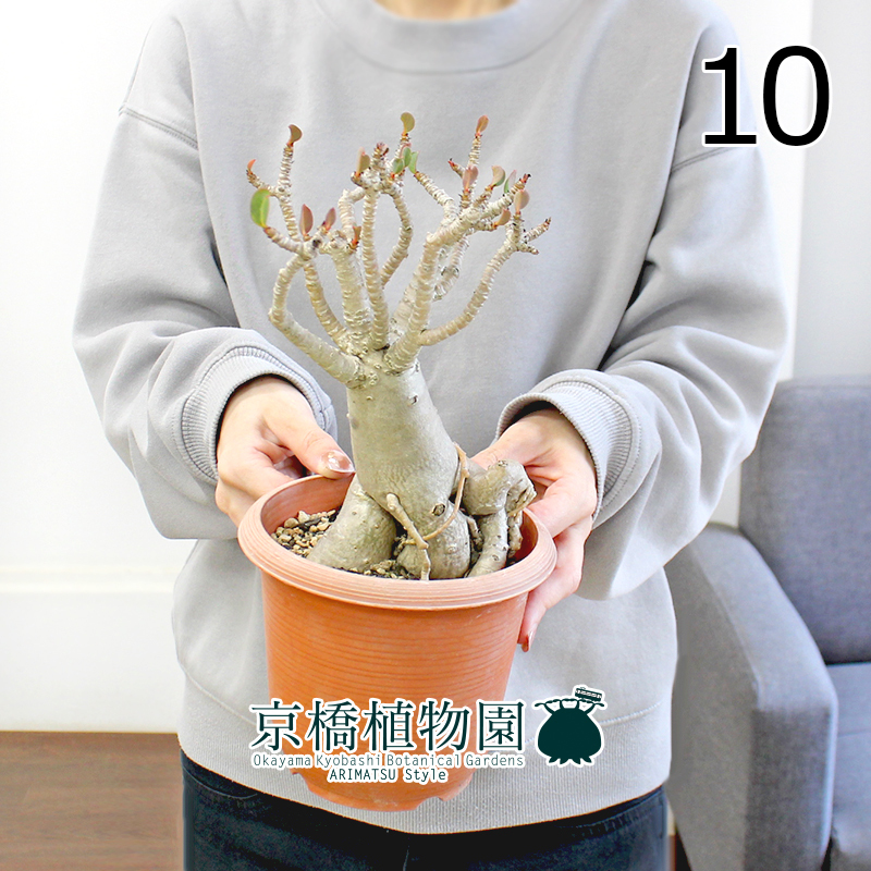 【現品】アデニウム・アラビカム（アラビクム）4.5号 茶鉢（10）adenium arabicum_画像1