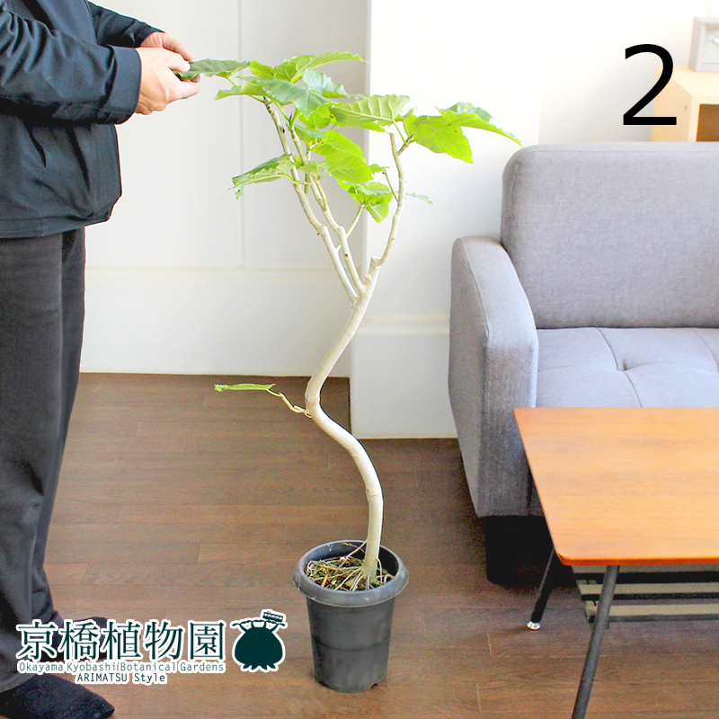 [ на данный момент товар ]fi rental * umbellata изгиб 6 номер чёрный горшок (2)Ficus umbellata