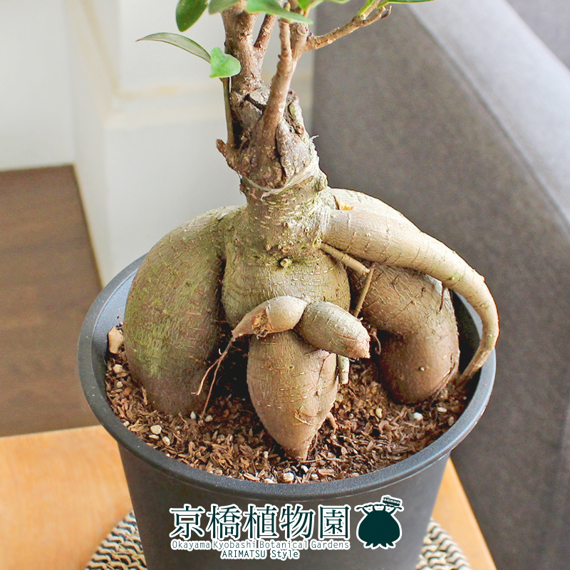 【現品】ガジュマル 5号 黒鉢（2）Ficus microcarpa (F. retusa)の画像2