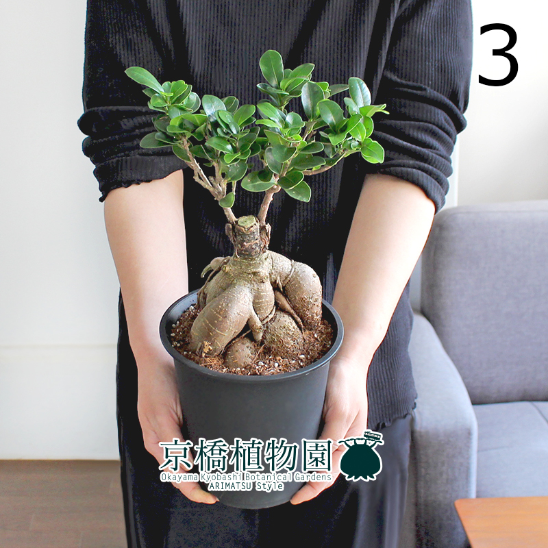 【現品】ガジュマル 5号 黒鉢（3）Ficus microcarpa (F. retusa)の画像1