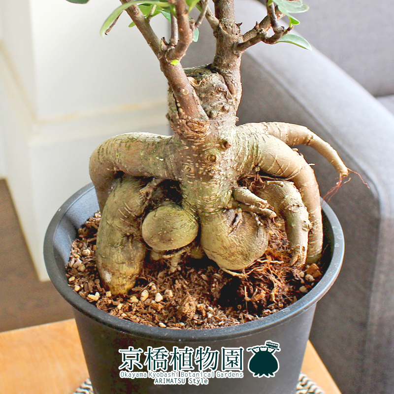 【現品】ガジュマル 5号 黒鉢（7）Ficus microcarpa (F. retusa)の画像2
