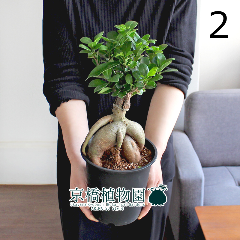 【現品】ガジュマル 5号 黒鉢（2）Ficus microcarpa (F. retusa)の画像1