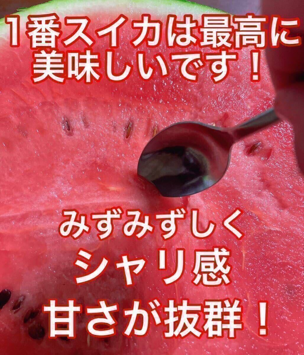 『大好評のこちらの生産者は本日分でラスト』熊本産【肥後漫遊】秀品Sサイズ（2セット玉9〜11kg箱込）熊本フルーツ堂35の画像3