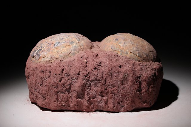 *. wistaria * approximately 6500 ten thousand year front China is dorosaurus. Tama .( inspection ) fossil dinosaur China fine art old .