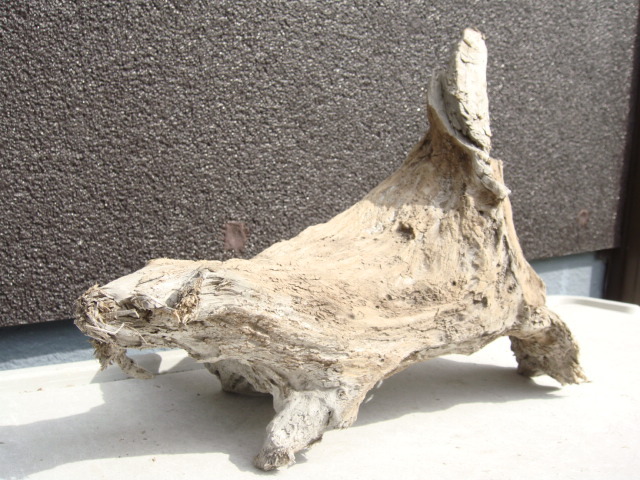  driftwood C96_39 centimeter 26 centimeter 21 centimeter 