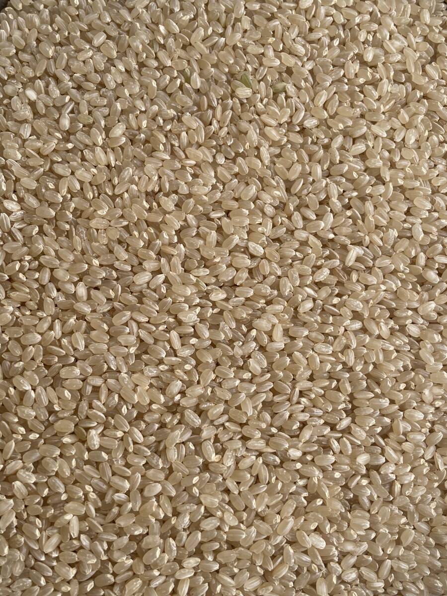 25kg令和５年兵庫県産きぬむすめ　検査米１等　精米 白米25キロ！送料無料(北海道沖縄を除く)正味重量10.05×2と5.05で計量_参考までに玄米はこんな感じです