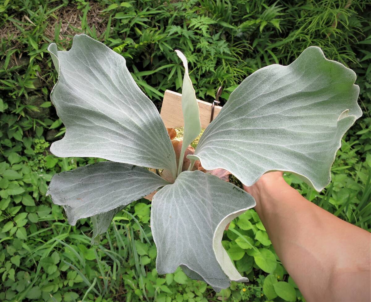 P.diversifolium sporeling ビカクシダ コウモリラン Platycerium 麋角羊歯 こうもりらん 観葉植物 veitchii hillii willinckii の画像1